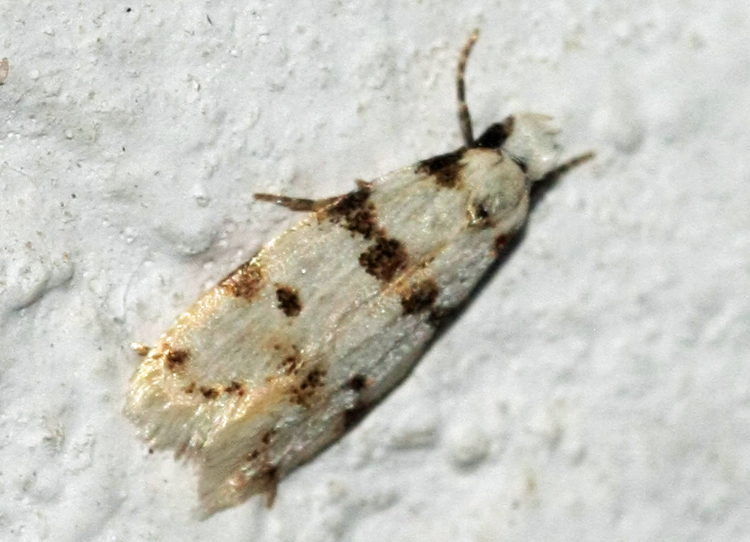 Aprominta spec.? on Crete on 28-09-2012;ID-species ?